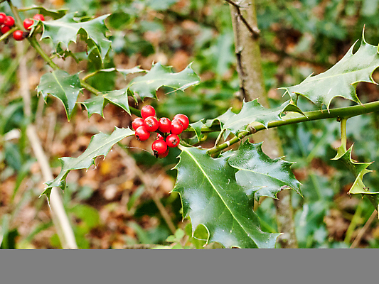 포토 JPG 해외이미지 나무 식물 전통 디자인 계절 열매 백그라운드 잎 크리스마스 겨울 자연 휴가 새로움 선물 사람없음 야외 장식 빨간색 초록색 우주 축제 수확 성장 나뭇가지 축하 인사 소나무 신용카드 12월 연도 심볼 상록수 전나무 내추럴 고립 특별함 가문비나무 해외202004 해외포토 기념일 컬러 컨셉 농업 금융 예절 날짜 생태계 파일형식 이미지허브
