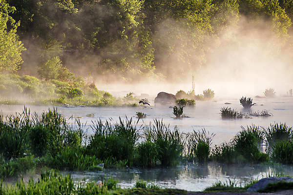 포토 JPG 해외이미지 동물 호수 백그라운드 자연 조류 서기 풍경 사람없음 야외 여름 강 햇빛 일출 봄 회색 안개 가을 연못 숲 왜가리 부리 뿌연 해외202004 해외포토 계절 컬러 모션 날씨 태양 노을 생태계 파일형식 이미지허브