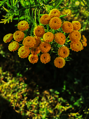 포토 JPG 해외이미지 식물 계절 꽃잎 꽃 백그라운드 밭 자연 건강 사람없음 야외 초록색 여름 태양 약 노란색 정원 봄 들꽃 벚꽃 신선 개화 닫기 약초 소프트포커스 허브 꽃가루 솜털 영원 억울 해외202004 해외포토 자연요소 감정 컬러 농업 의학 모션 촬영기법 풀_식물 가루 생태계 파일형식 이미지허브