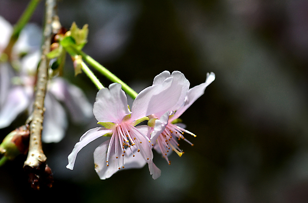 포토 JPG 해외이미지 나무 식물 계절 공원 꽃잎 꽃 분홍색 백그라운드 잎 꽃무늬 자연 동양인 사람없음 야외 빨간색 초록색 빛 정원 일본 맑음 봄 벚꽃 흰색 나뭇가지 신선 개화 체리 묘사 내추럴 해외202004 해외포토 공공시설 아시아 컬러 무늬 과일 날씨 인종 생태계 파일형식 이미지허브