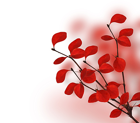 포토 JPG 해외이미지 나무 식물 백그라운드 잎 자연 추상 사람없음 빨간색 가을 흰색 나뭇가지 흰배경 진홍색 카피스페이스 해외202004 해외포토 계절 컬러 무늬 공백 생태계 파일형식 이미지허브