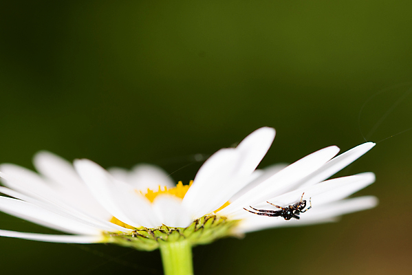 포토 JPG 해외이미지 식물 동물 라이프스타일 꽃 백그라운드 잎 절지류 비즈니스 자연 아침 추상 사람없음 초록색 컬러풀 평화 정원 화목 고요 봄 성장 흰색 신선 닫기 데이지 거미 사냥꾼 이익 마법 영원 히피 해외202004 해외포토 주간 직업 계절 컬러 곤충 컨셉 무늬 모션 생활 생태계 파일형식 이미지허브