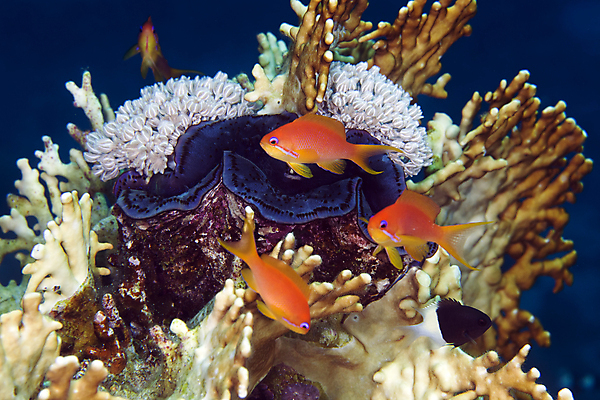 포토 JPG 해외이미지 바다 자연 어류 사람없음 빛 태양 환경 산호 생태계 소금 암초 대서양 해외202004 해외포토 자연요소 수중동물 자포동물 파일형식 이미지허브
