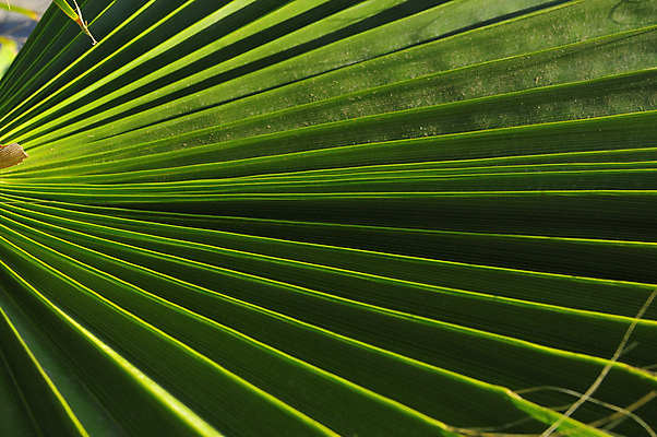 포토 JPG 해외이미지 나무 식물 백그라운드 잎 패턴 자연 표면 추상 손바닥 사람없음 초록색 여름 햇빛 환경 정원 성장 신선 숲 열대우림 묘사 질감 코코넛 내추럴 해외202004 해외포토 손 계절 컬러 무늬 과일 태양 생태계 파일형식 이미지허브