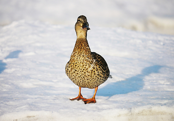 포토 JPG 해외이미지 동물 1 계절 여자 호수 야생동물 겨울 날개 자연 조류 오리 서기 사람없음 야외 옆모습 초록색 물 머리 얼음 봄 추위 흰색 연못 가득함 깃털 오브젝트 싱글 서리 부리 청둥오리 민물 양발 해외202004 해외포토 자연요소 뷰포인트 컬러 모션 사람 신체부위 생태계 파일형식 이미지허브