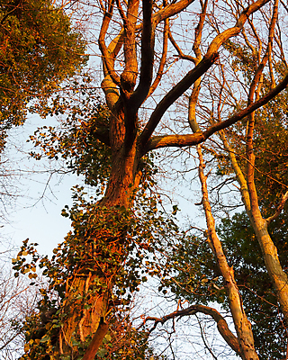 포토 JPG 해외이미지 나무 식물 공원 선 줄기 백그라운드 잎 오렌지 자연 하늘 표면 풍경 사람없음 야외 목재 빨간색 여름 파란색 빛 햇빛 갈색 노란색 일출 정원 일몰 새벽 광선 가을 나뭇가지 죽음 서핑 숲 큼 장면 나무껍질 파열 내추럴 벌거벗은 전국 해외202004 해외포토 자연요소 계절 공공시설 컬러 과일 재료 태양 노을 껍질 수상스포츠 크기 생태계 파일형식 이미지허브