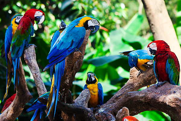포토 JPG 해외이미지 나무 동물 공원 야생동물 자연 조류 사람없음 가로 빨간색 초록색 파란색 노란색 그룹 숲 열대우림 깃털 부리 앵무새 진홍색 아마존 이국적 많음 해외202004 해외포토 식물 공공시설 컬러 컨셉 생태계 파일형식 이미지허브