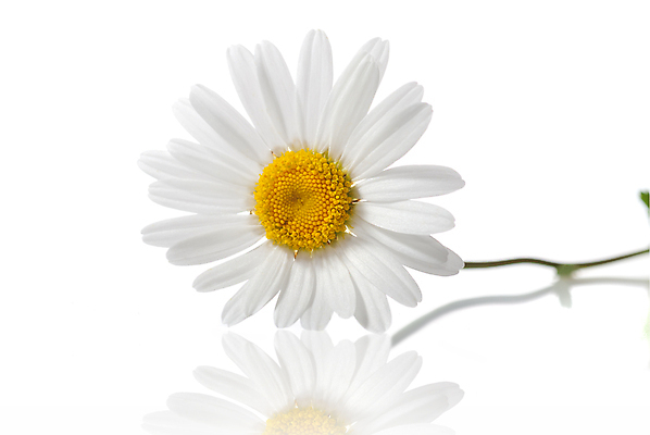 포토 JPG 해외이미지 식물 계절 꽃잎 꽃 백그라운드 잎 자연 발렌타인데이 선물 사람없음 야외 초록색 빛 노란색 평화 환경 봄 성장 벚꽃 흰색 신선 오픈 내추럴 고립 캐모마일 해외202004 해외포토 컬러 컨셉 데이이벤트 허브 생태계 파일형식 이미지허브