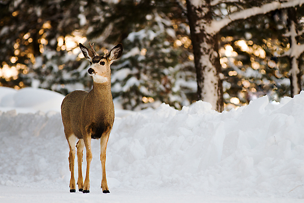 포토 JPG 해외이미지 주간 야생동물 겨울 사슴 뿔 사람없음 야외 해외202004 해외포토 자연요소 동물 계절 포유류 파일형식 이미지허브