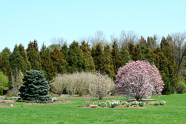 포토 JPG 해외이미지 나무 식물 계절 꽃 분홍색 자연 사람없음 초록색 파란색 봄 벚꽃 나뭇가지 개화 내추럴 해외202004 해외포토 컬러 생태계 파일형식 이미지허브