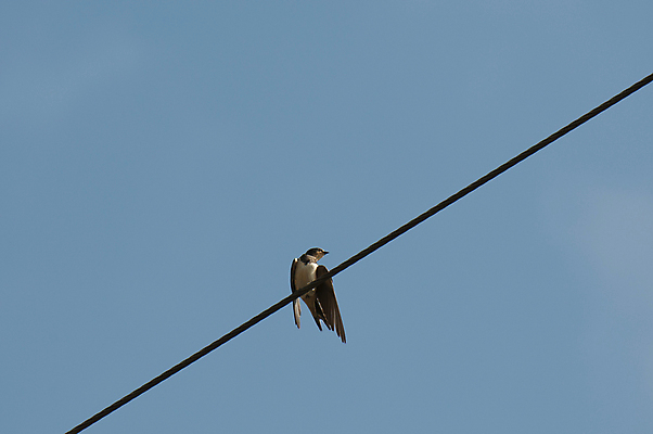 포토 JPG 해외이미지 동물 야생동물 날개 자연 조류 사람없음 야외 컬러풀 작음 깃털 해외202004 해외포토 컬러 크기 생태계 파일형식 이미지허브
