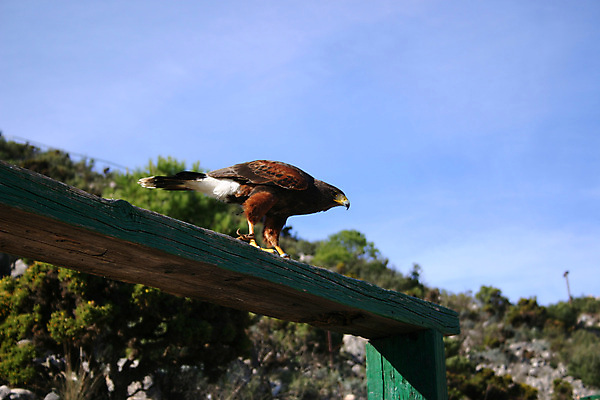 포토 JPG 해외이미지 조류 사람없음 옆모습 깃털 사냥 날카로움 육식동물 사냥꾼 멸종 내추럴 발톱 힘찬 해외202004 해외포토 동물 직업 뷰포인트 컨셉 발 파일형식 이미지허브
