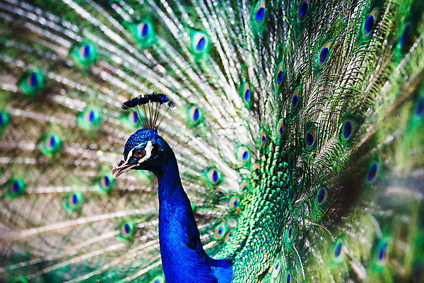 포토 JPG 해외이미지 동물 남자 야생동물 백그라운드 패턴 자연 조류 동물원 사람없음 그래픽 가로 초록색 파란색 컬러풀 머리 걷기 활발 우아함 공작 인도인 전시회 깃털 묘사 질감 꼬리 부리 쇼 목 보여주기 꿩 내추럴 멀티 웅장함 터키석 해외202004 해외포토 외국인 컬러 컨셉 무늬 모션 사람 동양인 신체부위 전시 보석 생태계 파일형식 이미지허브