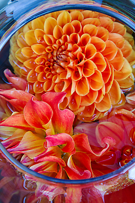 포토 JPG 해외이미지 꽃잎 꽃 꽃다발 결혼 백그라운드 꽃무늬 자연 결혼식 추상 사람없음 장식 활발 축하 해외202004 해외포토 식물 컨셉 무늬 이벤트 생태계 파일형식 이미지허브