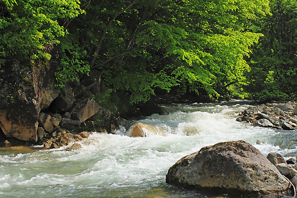 포토 JPG 해외이미지 나무 자연 사람없음 야외 목재 초록색 물 일본 바위 신선 개울 내추럴 해외202004 해외포토 자연요소 식물 아시아 컬러 재료 강 돌_바위 생태계 파일형식 이미지허브