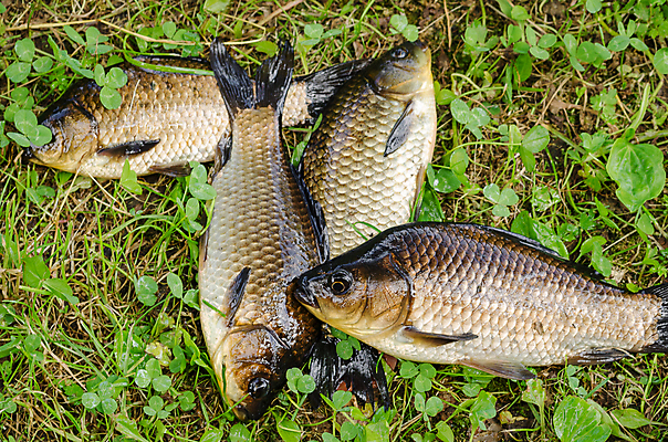 포토 JPG 해외이미지 호수 스포츠 자연 낚시 어류 취미 사람없음 야외 물 여름 강 연못 잡기 큼 유혹 트로피 잉어 민물 해외202004 해외포토 자연요소 계절 컨셉 모션 레저 수중동물 크기 상_우승 생태계 파일형식 이미지허브