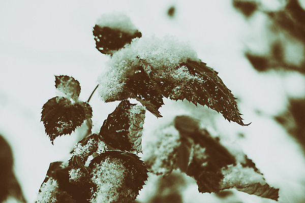 포토 JPG 해외이미지 겨울 풍경 사람없음 야외 시간 클래식 저녁 오브젝트 복고 옛날 겨울풍경 해외202004 해외포토 계절 컨셉 야간 파일형식 이미지허브