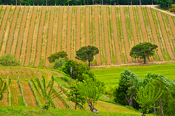 포토 JPG 해외이미지 나무 식물 유럽 도로 길 선 여행 패턴 밭 농업 과일 자연 포도 산 풍경 사람없음 초록색 여름 햇빛 농장 정원 계곡 이탈리아 수확 성장 시골 숲 땅 만취 언덕 포도밭 먼지 포도나무 땅바닥 줄서기 토스카나 해외202004 해외포토 계절 나라 산업 컬러 무늬 교통시설 모션 바닥 태양 과일나무 생태계 술취함 파일형식 이미지허브