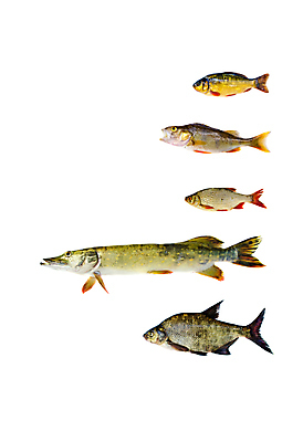 포토 JPG 해외이미지 동물 호수 야생동물 음식 낚시 어류 앉기 사람없음 물 강 여러개 잡기 4 그룹 수집 유기농 생물학 날것 도미 5 고립 민물 해외202004 해외포토 자연요소 웰빙 교육 다수 모션 레저 숫자 수중동물 파일형식 이미지허브