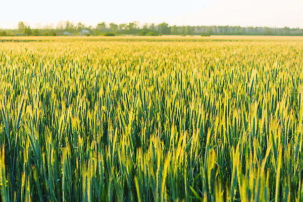 포토 JPG 해외이미지 식물 계절 음식 빵 줄기 백그라운드 잎 밭 농업 자연 옥수수 씨앗 풍경 사람없음 야외 초록색 여름 농작물 농장 봄 수확 성장 시골 땅 시리얼 밀 유기농 장면 내추럴 호밀 세련 해외202004 해외포토 웰빙 산업 컬러 곡류 생태계 파일형식 이미지허브
