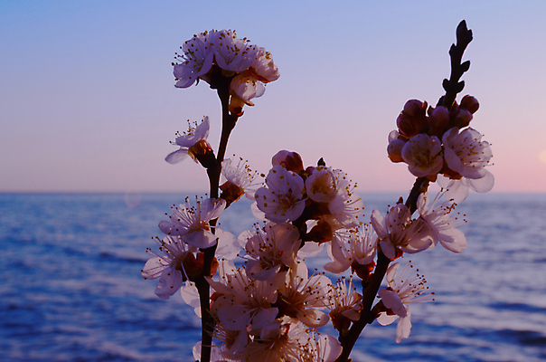 포토 JPG 해외이미지 나무 식물 계절 공원 꽃 바다 분홍색 백그라운드 꽃무늬 자연 하늘 새해 이벤트 사람없음 물 파란색 정원 일본 맑음 축제 봄 벚꽃 흰색 나뭇가지 신선 시간 개화 체리 4월 내추럴 고립 수평선 해외202004 해외포토 자연요소 공공시설 아시아 컬러 무늬 과일 날씨 날짜 생태계 파일형식 이미지허브