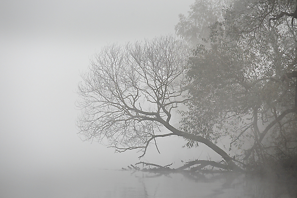 포토 JPG 해외이미지 나무 계절 공원 호수 여행 백그라운드 자연 하늘 아침 흑백 풍경 사람없음 야외 목재 물 강 반사 환경 검은색 침묵 새벽 회색 안개 가을 흰색 시골 숲 버드나무 복고 자작나무 10월 내추럴 벨로루시 해외202004 해외포토 주간 자연요소 식물 공공시설 컬러 재료 날씨 촬영기법 소리 날짜 생태계 파일형식 이미지허브