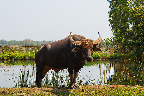 포토 JPG 해외이미지 동물 응시 공원 남자 아시아 문화 얼굴 야생동물 밭 농업 포유류 태국 자연 뿔 육류 사람없음 가로 물 농장 머리 환경 검은색 사진촬영 힘 시골 황무지 큼 망토 묘사 황소 코 진흙 내추럴 경보 힘찬 해외202004 해외포토 자연요소 시선 공공시설 나라 산업 컬러 컨셉 식재료 사람 신체부위 촬영 소 크기 생태계 파일형식 이미지허브