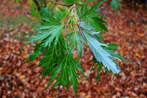 포토 JPG 해외이미지 주간 나무 공원 도로 길 잎 오렌지 자연 풍경 사람없음 야외 목재 빨간색 초록색 햇빛 노란색 침묵 산책 카펫 가을 숲 작음 전나무 땅바닥 삼림지대 해외202004 해외포토 자연요소 식물 계절 공공시설 컬러 과일 재료 교통시설 휴식 바닥 태양 소리 크기 생태계 파일형식 이미지허브