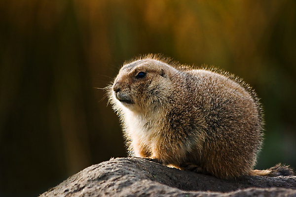 포토 JPG 해외이미지 한마리 응시 야생동물 포유류 사람없음 프레리도그 해외202004 해외포토 동물 1 시선 파일형식 이미지허브