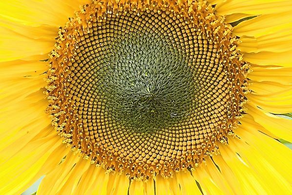 포토 JPG 해외이미지 나무 식물 유럽 도로 잎 밭 자연 포도 해바라기 통 풍경 사람없음 야외 태양 농장 농경지 일몰 이탈리아 수확 성장 가을 시골 로마 빌라 언덕 시력 포도밭 장면 포도나무 방법 밭일 양조장 지하실 토스카나 수평선 해외202004 해외포토 자연요소 계절 꽃 나라 길 농업 과일 교통시설 주택 노을 과일나무 생태계 파일형식 산업 교통 건물 시설 건축물 건축 이미지허브