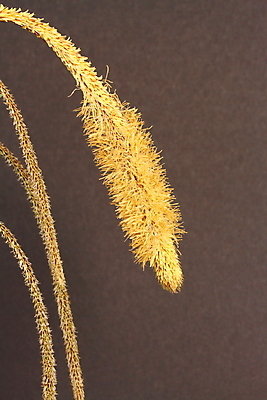 포토 JPG 해외이미지 식물 꽃 자연 사람없음 정원 봄 꽃가루 해외202004 해외포토 계절 가루 생태계 파일형식 이미지허브