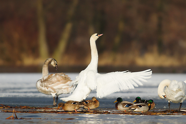 포토 JPG 해외이미지 주간 여러마리 사람없음 아웃포커스 백조 날갯짓 청둥오리 해외202004 해외포토 자연요소 다수 조류 오리 촬영기법 파일형식 이미지허브