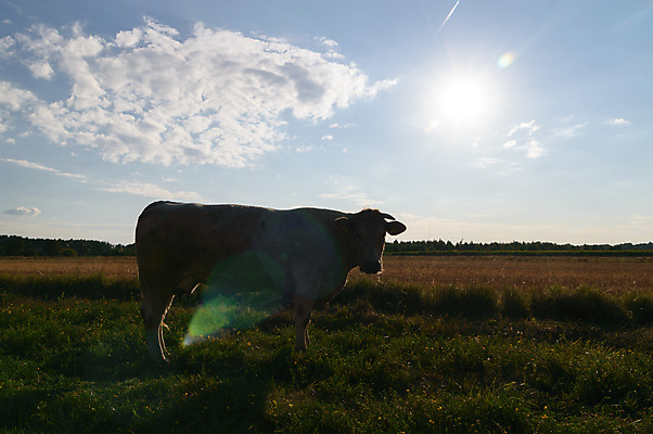포토 JPG 해외이미지 식물 동물 꽃잎 꽃 백그라운드 잎 꽃무늬 밭 농업 포유류 자연 하늘 풍경 사람없음 초록색 여름 파란색 농장 농경지 환경 맑음 가축 봄 목장 우유 벚꽃 흰색 시골 신선 소 군중 내추럴 고립 밭일 찰과상 목가 해외202004 해외포토 계절 산업 컬러 무늬 날씨 유제품 사람 상처 생태계 파일형식 이미지허브