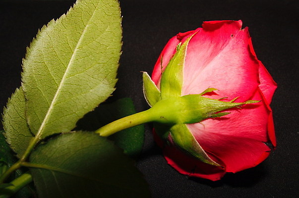 포토 JPG 해외이미지 식물 꽃잎 꽃 백그라운드 꽃무늬 자연 발렌타인데이 사랑 사람없음 빨간색 장미 정원 벚꽃 묘사 해외202004 해외포토 감정 컬러 무늬 데이이벤트 생태계 파일형식 이미지허브