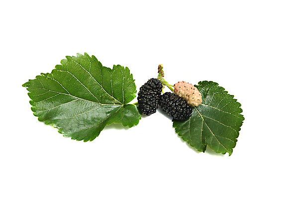 포토 JPG 해외이미지 열매 음식 백그라운드 잎 과일 사람없음 초록색 검은색 흰색 닫기 고립 해외202004 해외포토 식물 컬러 모션 파일형식 이미지허브