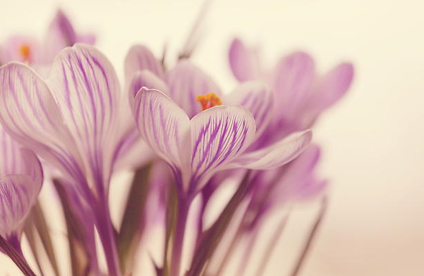 포토 JPG 해외이미지 식물 디자인 계절 공원 꽃잎 꽃 백그라운드 잎 꽃무늬 밭 자연 하늘 부활절 풍경 사람없음 야외 장식 초록색 파란색 컬러풀 태양 환경 정원 맑음 보라색 봄 벚꽃 신선 숲 다발 붓꽃 카피스페이스 해외202004 해외포토 자연요소 공공시설 기념일 컬러 무늬 농업 날씨 공백 생태계 파일형식 이미지허브