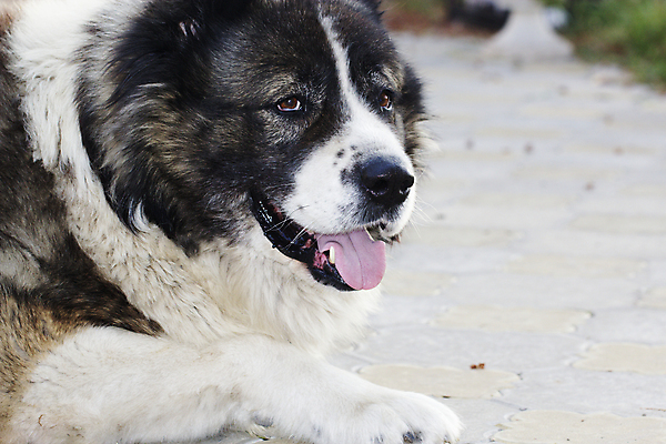 포토 JPG 해외이미지 백인 응시 놀이 이끼 안전 성인 사람없음 초록색 반려동물 갈색 검은색 흙 봄 총 슬픔 분노 흰색 양 막대기 양치기 개 강아지 고독 큼 모피 귀 위치 솜털 토막 양모 땅바닥 양발 우울감 유래 집게발 순종 해외202004 해외포토 서양인 동물 직업 시선 계절 감정 무기 컬러 포유류 바닥 사람 신체부위 직물 크기 왕 파일형식 이미지허브