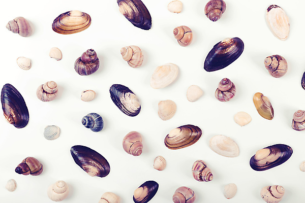 포토 JPG 해외이미지 바다 백그라운드 자연 휴가 조개 종류 사람없음 컬러풀 껍질 흰색 정상 혼합 수집 고립 해외202004 해외포토 컬러 어패류 생태계 파일형식 이미지허브