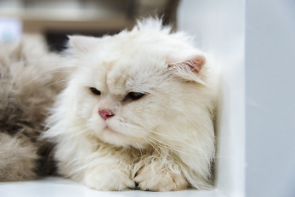 포토 JPG 해외이미지 동물 응시 백그라운드 포유류 자연 털 사람없음 반려동물 고양이 회색 흰색 선택 부드러움 솜털 내추럴 해외202004 해외포토 시선 컬러 컨셉 감각 생태계 파일형식 이미지허브