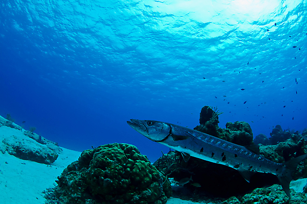포토 JPG 해외이미지 모래 바다 여행 자연 어류 사람없음 야외 암초 해외202004 해외포토 수중동물 생태계 파일형식 이미지허브
