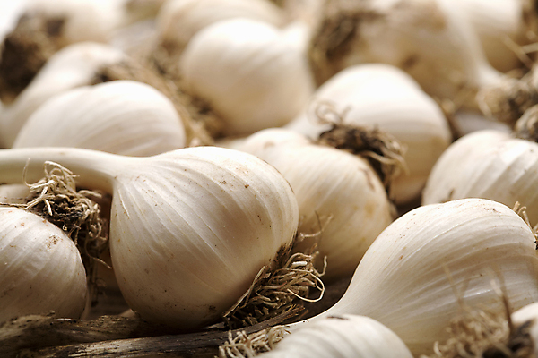 포토 JPG 해외이미지 음식 채소 재료 전구 자연 건강 마늘 요리 사람없음 주방 흰색 신선 맛 허브 향신료 오브젝트 유기농 매움 향기 냄새 심플 날카로움 아로마 뿌리 향 채식주의자 억울 해외202004 해외포토 식물 웰빙 감정 컬러 컨셉 생태계 채식 향미료 파일형식 이미지허브