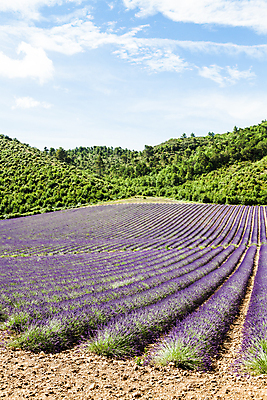 포토 JPG 해외이미지 식물 라이프스타일 꽃 문화 여행 밭 자연 하늘 휴가 파노라마 풍경 사람없음 야외 초록색 여름 보라색 봄 프랑스 벚꽃 향수 묘사 라벤더 남쪽 프랑스어 상상력 프로방스 해외202004 해외포토 문자 계절 유럽 컬러 농업 촬영기법 생활 화장품 방향 허브 생태계 파일형식 이미지허브