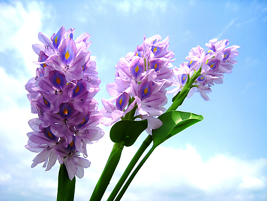 포토 JPG 해외이미지 꽃잎 추상 사람없음 보라색 라벤더 해외202004 해외포토 꽃 컬러 무늬 허브 파일형식 이미지허브