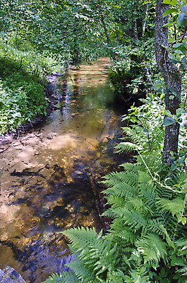 포토 JPG 해외이미지 나무 식물 계절 공원 백그라운드 자연 풍경 사람없음 초록색 물 여름 강 젖음 신선 숲 내추럴 양치류 해외202004 해외포토 자연요소 공공시설 컬러 생태계 파일형식 이미지허브