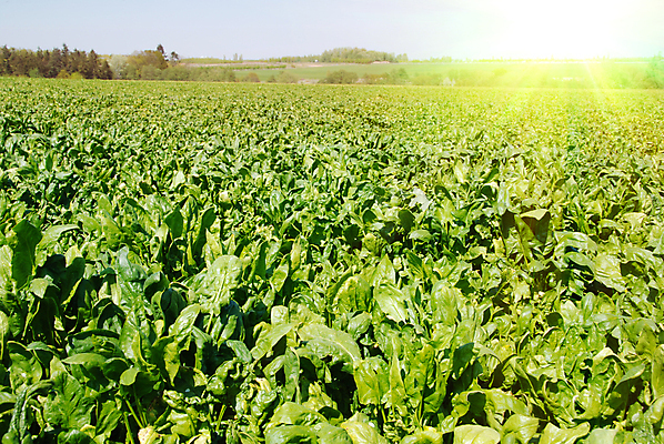 포토 JPG 해외이미지 나무 식물 구름 계절 밭 농업 자연 하늘 날씨 풍경 잔디 사람없음 야외 초록색 여름 파란색 빛 햇빛 태양 농장 농경지 노란색 일출 환경 황혼 일몰 봄 자유 성장 시골 숲 땅 허브 언덕 장면 줄서기 수평선 해외202004 해외포토 자연요소 산업 컬러 컨셉 모션 노을 생태계 파일형식 이미지허브