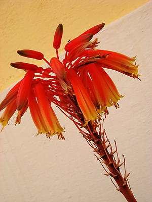 포토 JPG 해외이미지 식물 꽃 분홍색 조각 백그라운드 잎 자연 산 선인장 사람없음 치료 장식 빨간색 여름 약 스파 힘 벚꽃 흰색 신선 원형 가시 약초 상처 작음 약국 허브 순수 묘사 싱글 스파이크 알로에 이국적 해외202004 해외포토 도형 계절 컬러 컨셉 의학 풀_식물 크기 생태계 파일형식 이미지허브