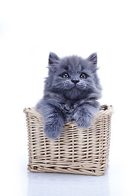 포토 JPG 해외이미지 동물 1 응시 백그라운드 영국 서기 앉기 사람없음 파란색 반려동물 상자 갈색 바구니 고양이 줄무늬 펼침 회색 흰색 표현 아기 달콤 냄비 작음 슛 부드러움 얼룩무늬 고립 해외202004 해외포토 시선 유럽 컬러 무늬 포유류 모션 사람 감각 맛 솥 크기 파일형식 이미지허브