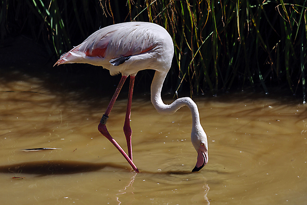 포토 JPG 해외이미지 동물 공원 유럽 호수 야생동물 분홍색 날개 자연 조류 영국 동물원 그림자 서기 사람없음 야외 가로 초록색 물 여름 머리 정원 맑음 검은색 미국 활발 흰색 연못 큼 플라밍고 깃털 묘사 부리 목 계산서 내추럴 고립 구성 동물상 이국적 해외202004 해외포토 자연요소 계절 공공시설 나라 컬러 컨셉 북아메리카 모션 날씨 신체부위 조형물 크기 생태계 파일형식 이미지허브