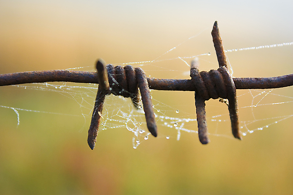 포토 JPG 해외이미지 백그라운드 밭 사람없음 울타리 마을 웹 젖음 수확 가을 철사 철조망 옛날 해외202004 해외포토 계절 농업 인터넷 담장 파일형식 이미지허브