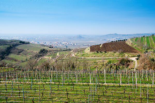 포토 JPG 해외이미지 나무 식물 계절 산업 잎 밭 농업 자연 포도 주택 풍경 사람없음 초록색 컬러풀 농장 농경지 와인 계곡 봄 이탈리아 안개 성장 가을 농촌 시골 샴페인 땅 화이트와인 언덕 유기농 포도밭 강렬 양조장 줄서기 토스카나 목가 세련 해외202004 해외포토 웰빙 유럽 컬러 과일 모션 날씨 주류 건물 생태계 파일형식 이미지허브